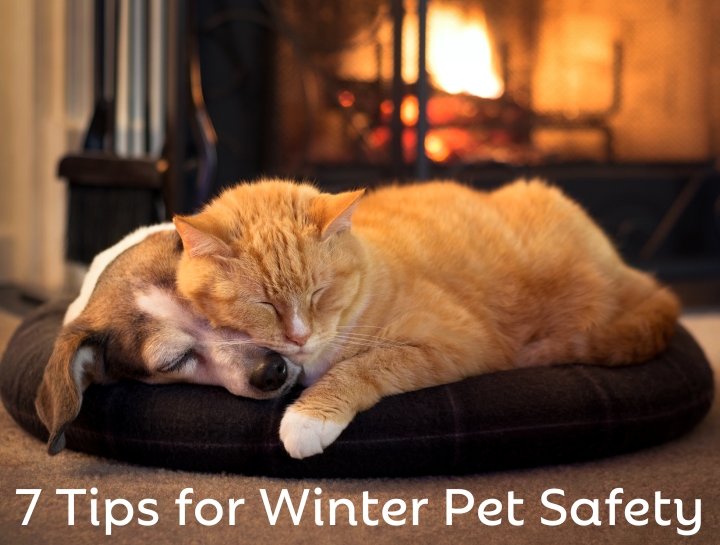 Winter Pet Safety | Cold Springs Animal Hospital